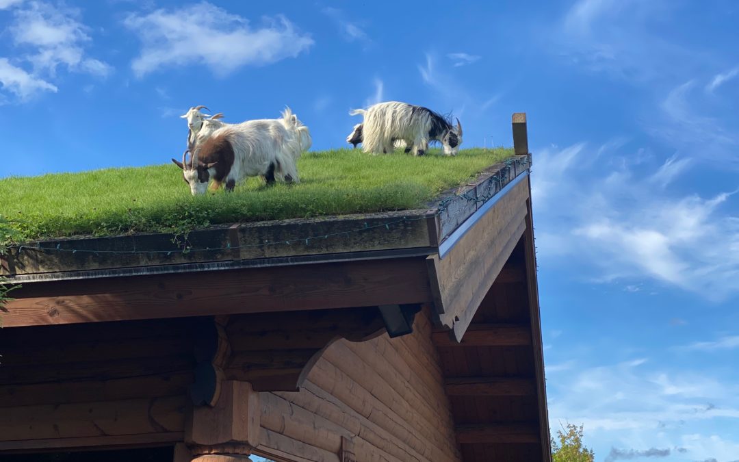 Family Friendly Restaurants in Door County: Al Johnson's with the Goats on the Roof