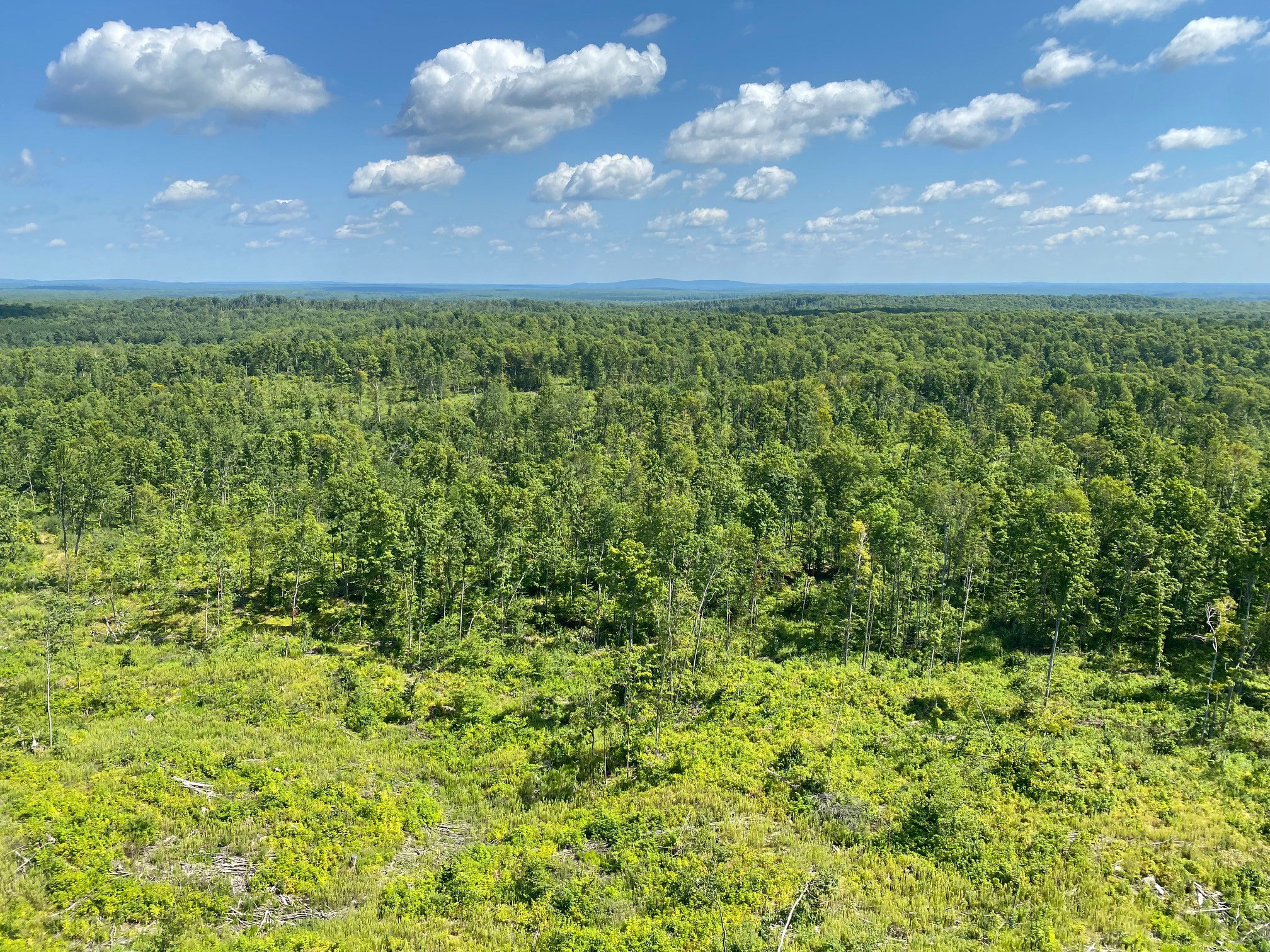 View from Mountain Fire Lookout Tower in Wisconsin