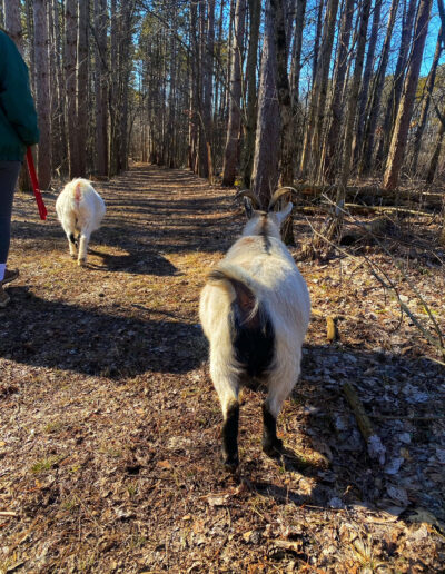 Walking with Willow and Otis at Hoof It Galena