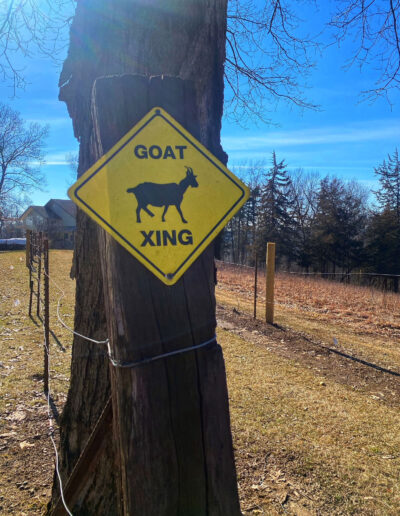 Goat crossing at Hoof It Galena