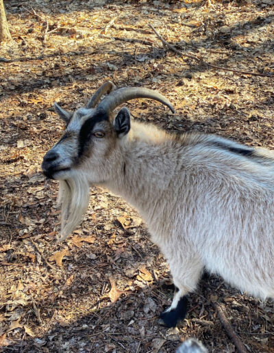 Willow one of 29 goats at Hoof It Galena Goat Treks