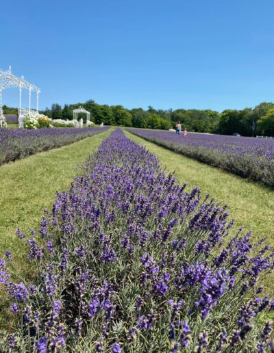 Fragrant Isle on Washington Island