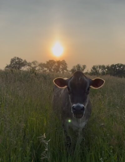 Pizza on the Farm Cow