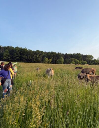 Pizza on the Farm Cows